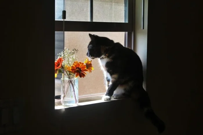 猫