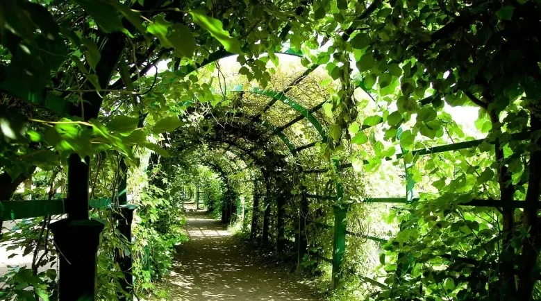 森のトンネル